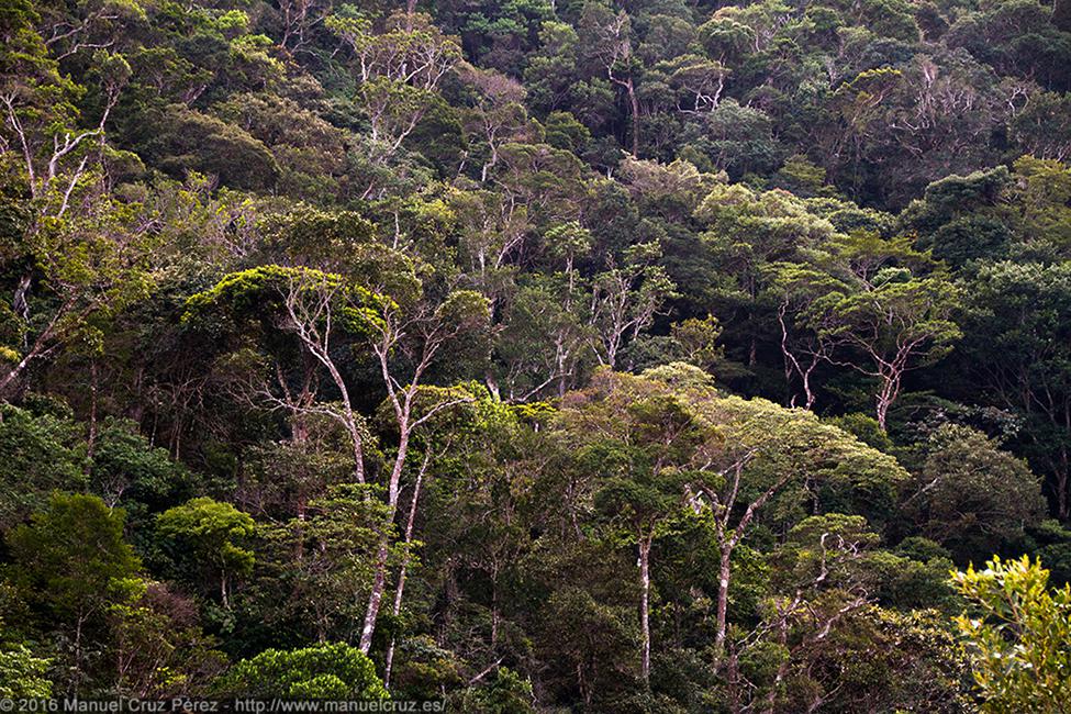 Selva alta cerca de la catarata de Ahuashiyacu, Cordillera Escalera.